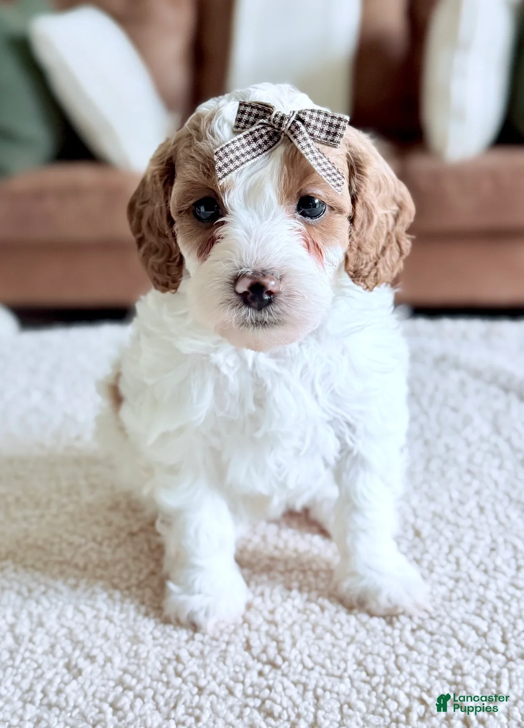 Mini Goldendoodle dogs for sale: Marshmallow-petite  - Ad 11