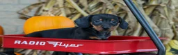 Miniature Dachshund dogs for sale: Zeke🐾 - Ad 7