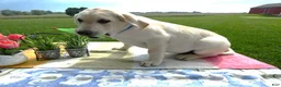Labrador Retriever dogs for sale: Labrador Retriever 2 Hyland - Ad 3