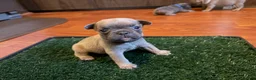 French Bulldog dogs for sale: Black - Ad 1