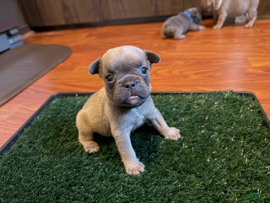 French Bulldog dogs for sale: Black - Ad 1