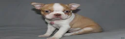 Boston Terrier dogs for sale: Luna - Ad 6