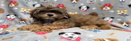 Shihpoo dogs for sale: Drake - Ad 6