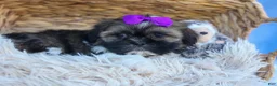 Shih Tzu dogs for sale: SADIE - Ad 3