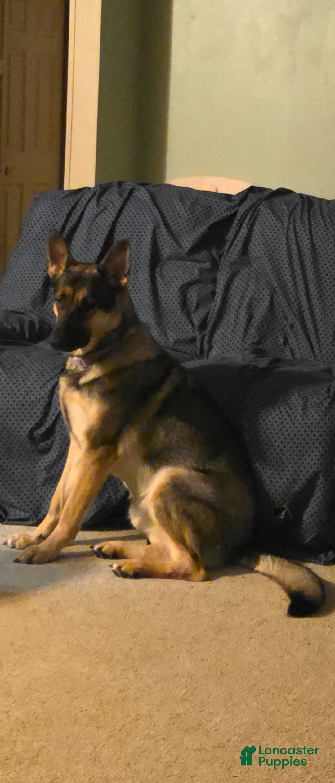 Golden Shepherd dogs for sale: Golden Shepherd Puppy 6 - Ad 10