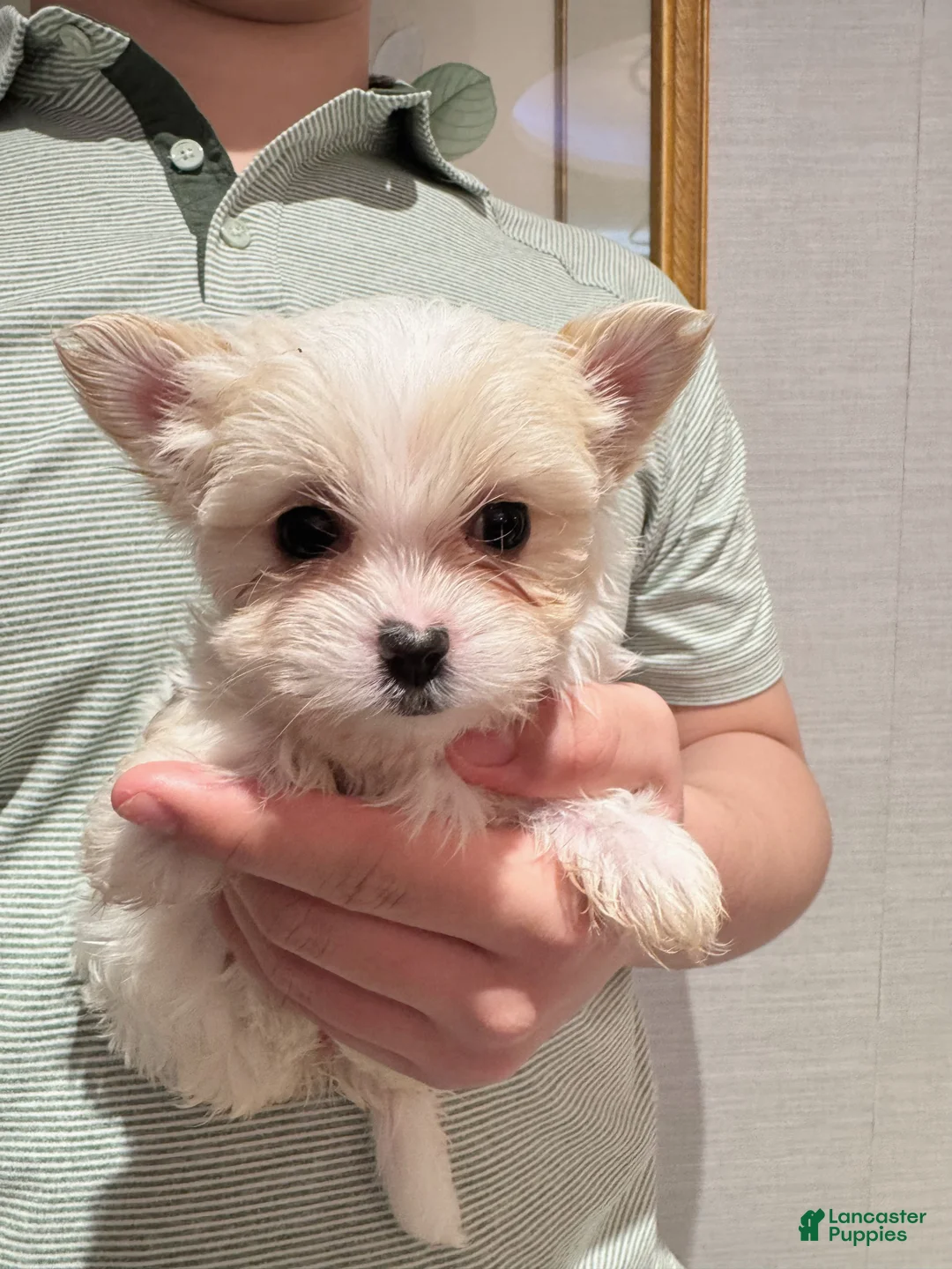 Morkie dogs for sale: Hope - Ad 1