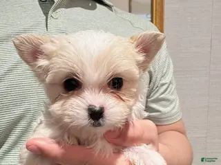 Morkie dogs for sale: Hope - Ad 1
