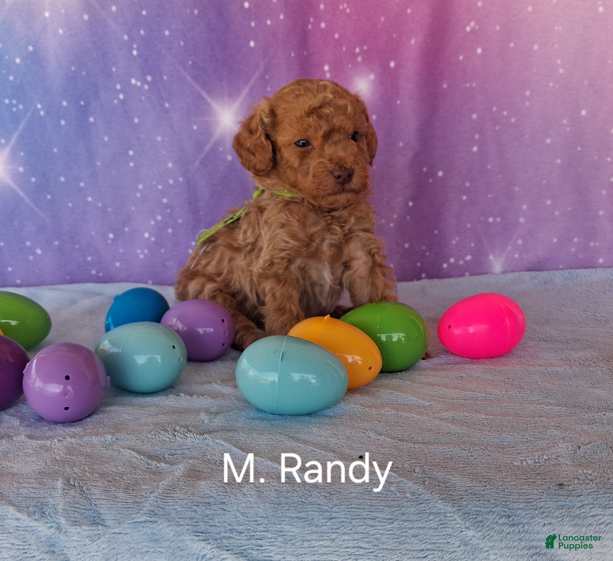 Miniature Poodle dogs Miniature Poodle Randy - Ad 8