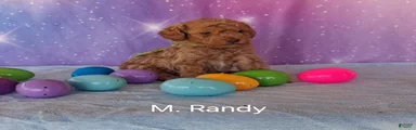 Miniature Poodle Randy