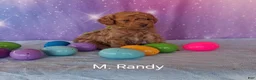 Miniature Poodle dogs for sale: Miniature Poodle Randy - Ad 1