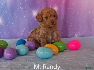 Miniature Poodle dogs Miniature Poodle Randy - Ad 6