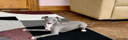 Italian Greyhound dogs for sale: Cj - Ad 14