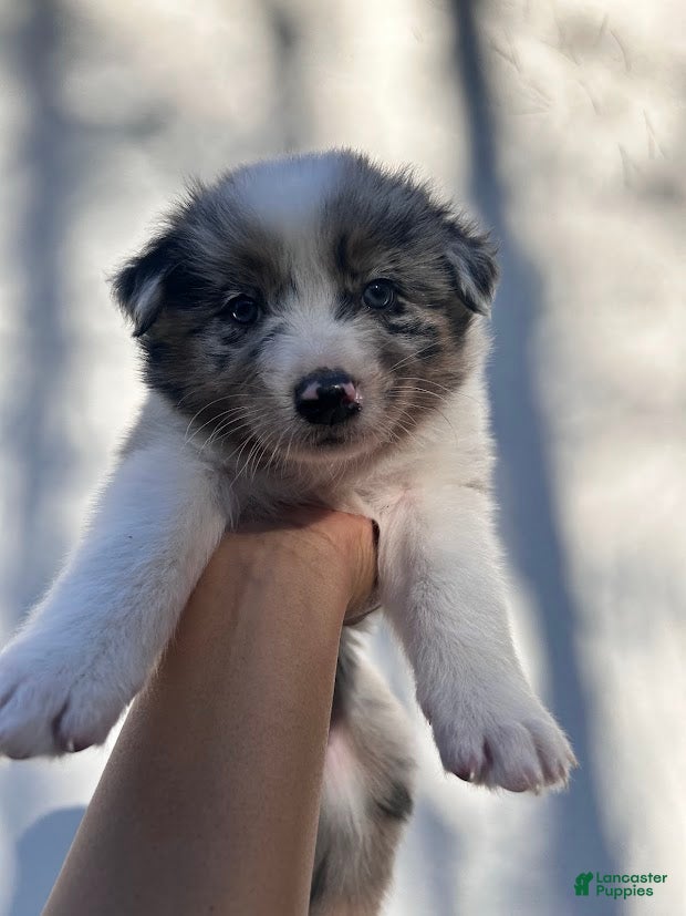 Australian Shepherd dogs for sale: Rosey - Ad 4