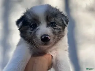 Australian Shepherd dogs for sale: Rosey - Ad 4