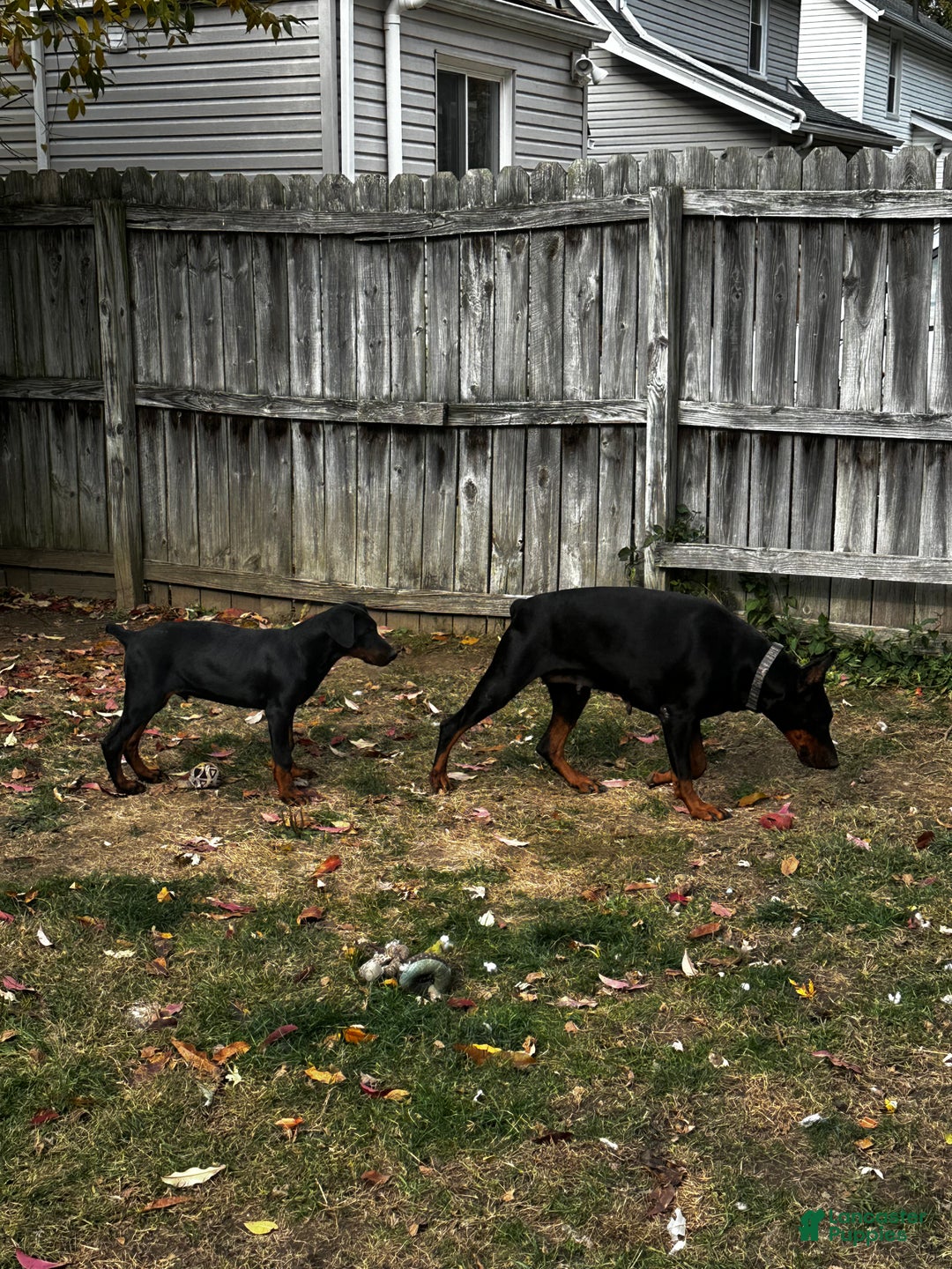 Doberman Pinscher dogs for sale: Doberman Pinscher Puppy pure European male beautiful  - Ad 2