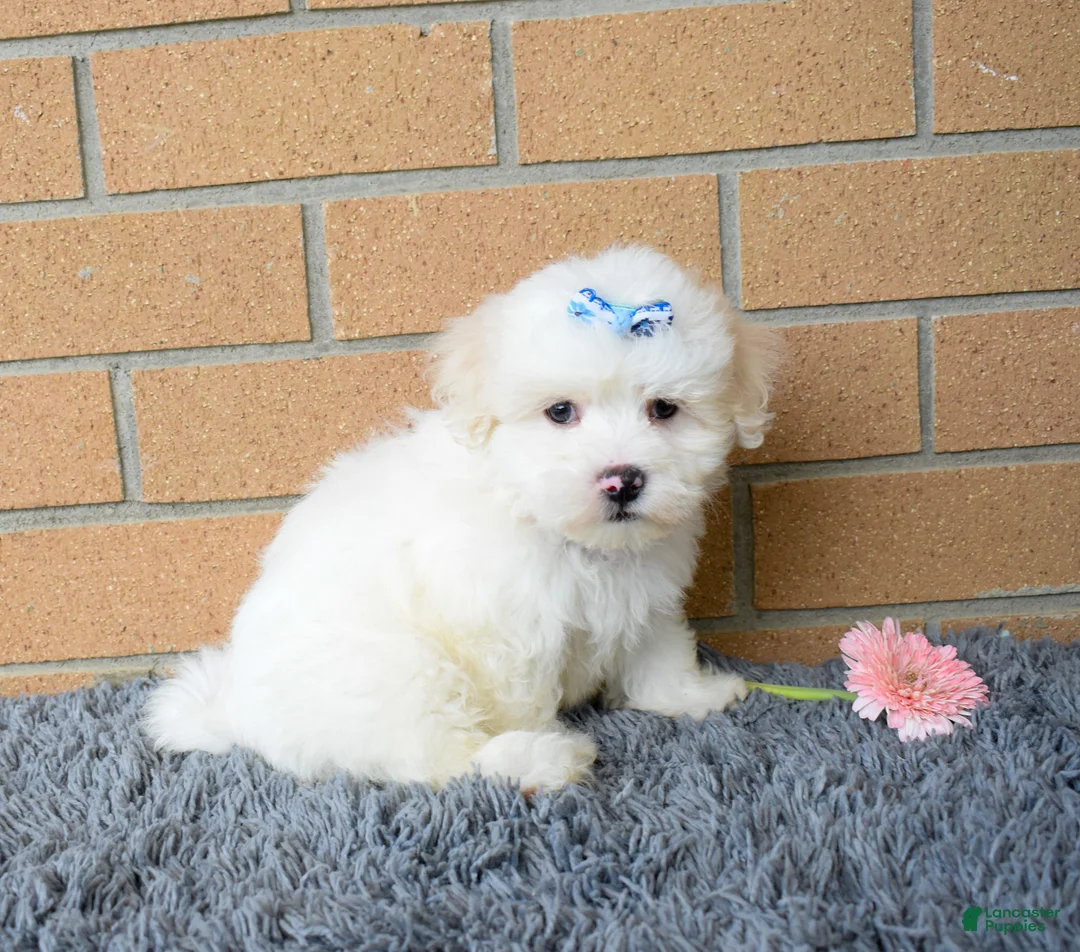 Maltese dogs for sale: Baxter 🐶 - Ad 2