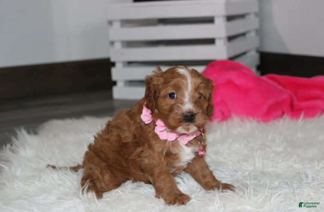 Cockapoo dogs for sale: Felicity  - Ad 1