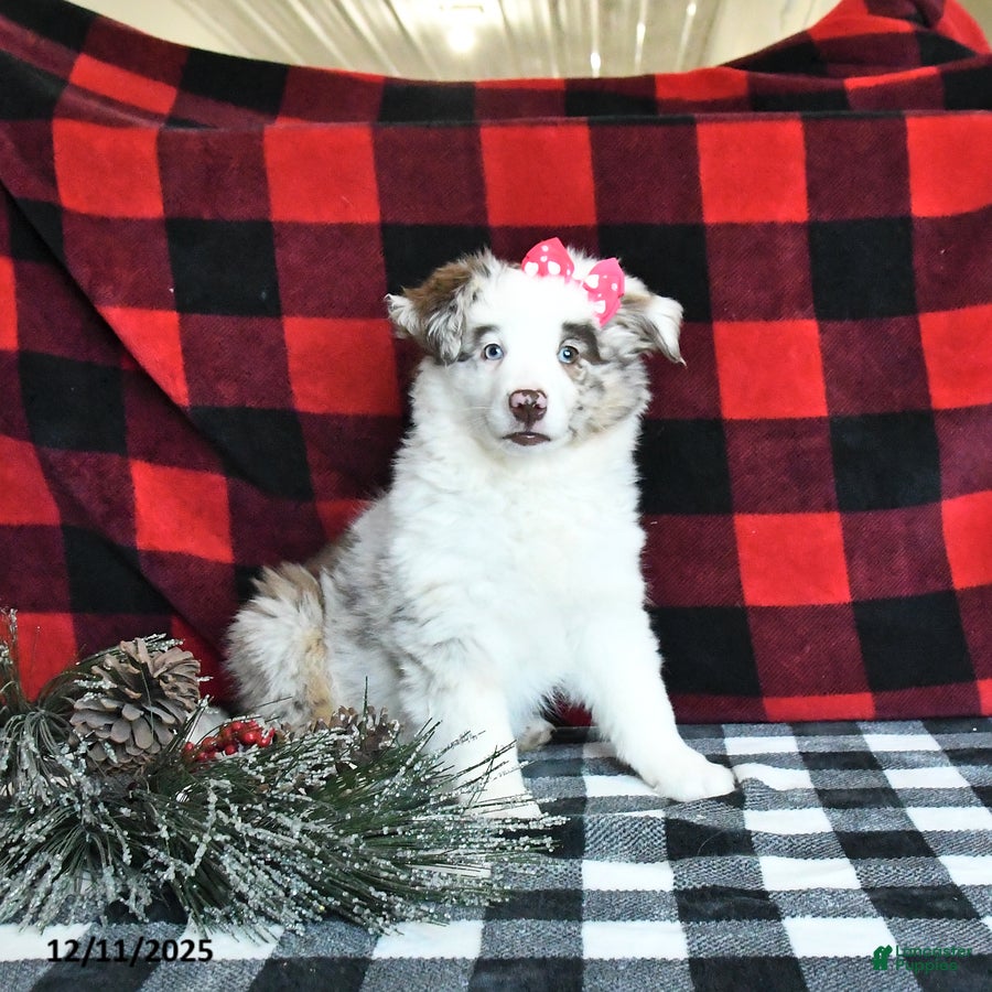Miniature Australian Shepherd dogs Mckenzie - Ad 34