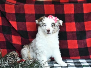 Miniature Australian Shepherd dogs Mckenzie - Ad 2
