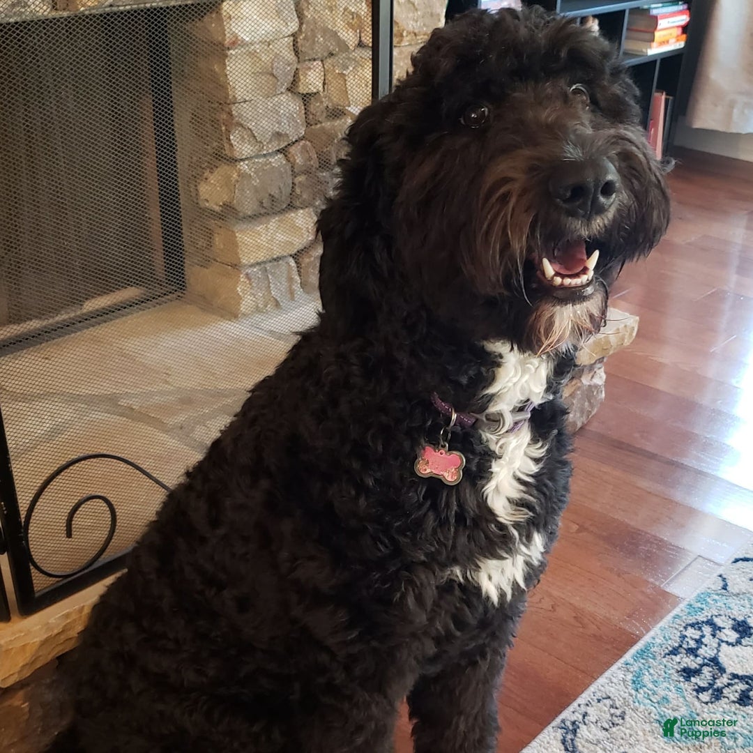 Gallery Image {{count}}