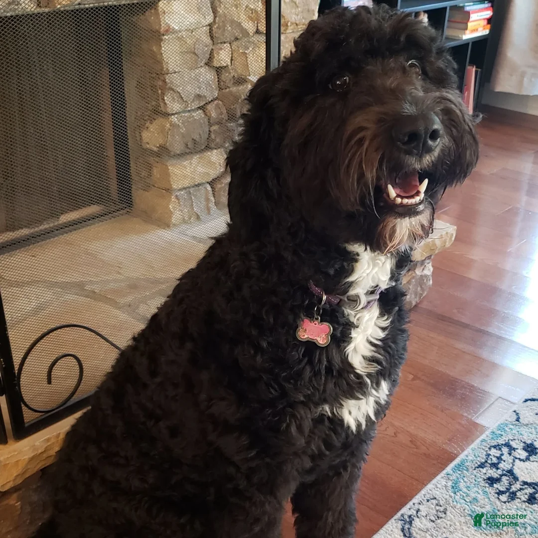 Gallery Image {{count}}