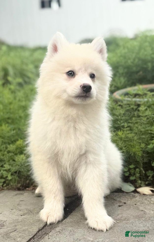 Pomsky dogs Mr Archie - Ad 1