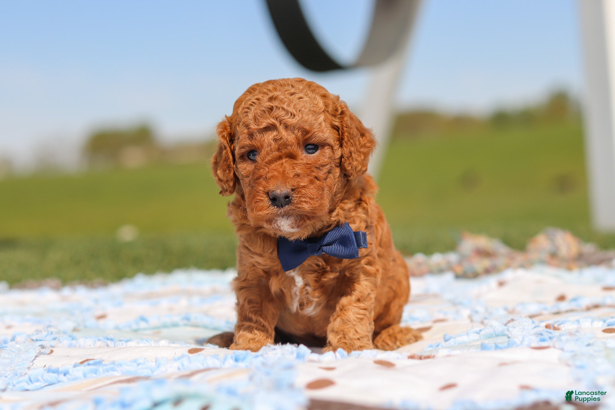 Mini Goldendoodle dogs for sale: Carter - Ad 3