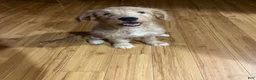 Mini Goldendoodle dogs for sale: Mini Goldendoodle Puppy Male - Ad 1