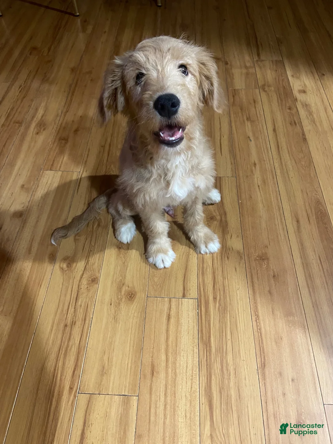 Mini Goldendoodle dogs for sale: Mini Goldendoodle Puppy Male - Ad 1