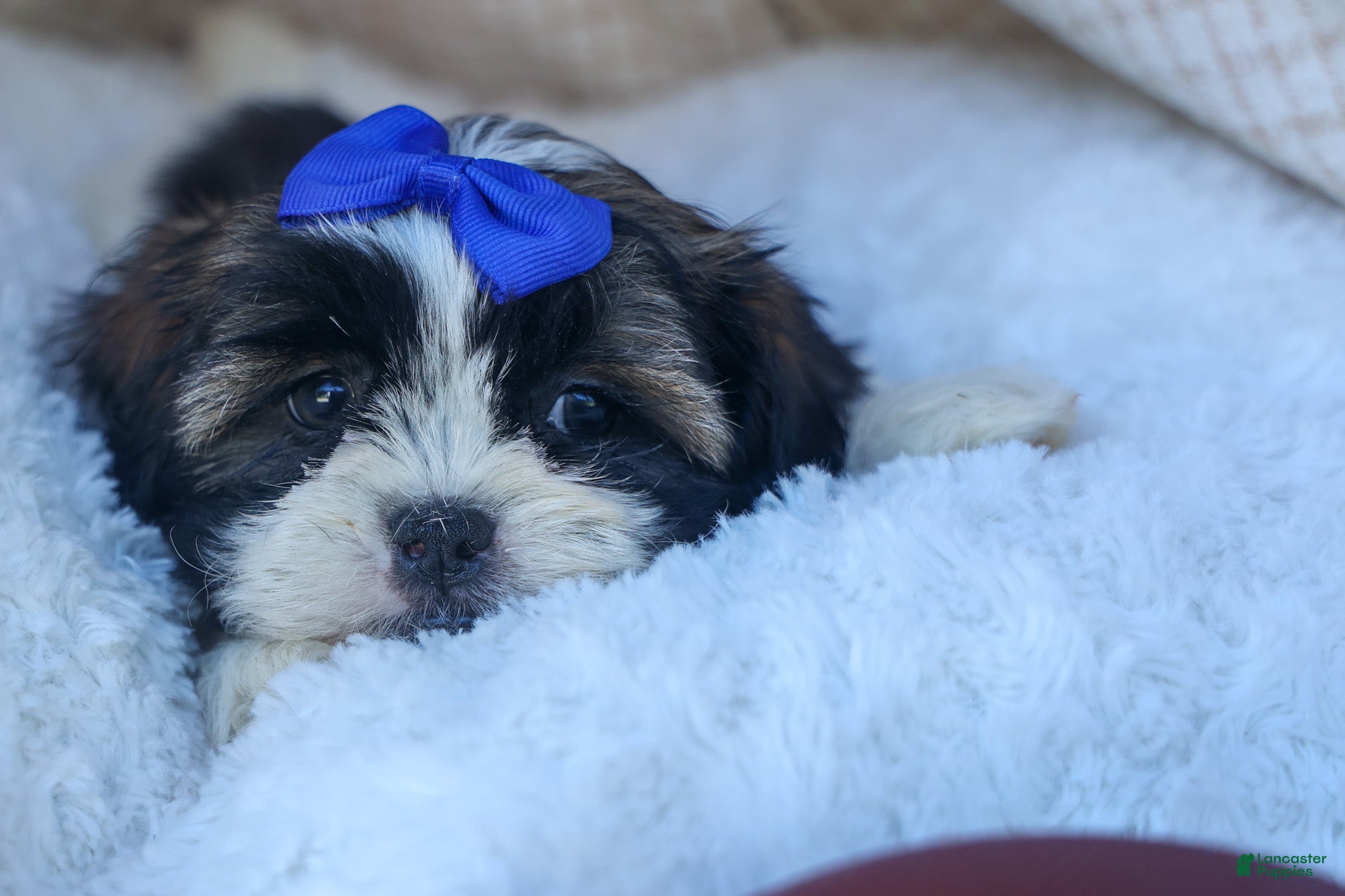 Shih Tzu dogs SAMSON - Ad 2