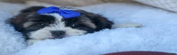 Shih Tzu dogs for sale: SAMSON - Ad 2