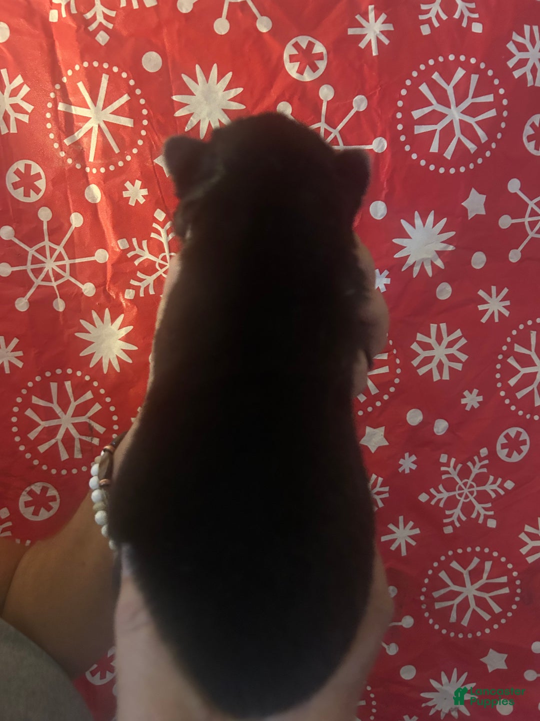 Gerberian Shepsky dogs for sale: Maverick Gerberian Shepsky Puppy 2 - Ad 2