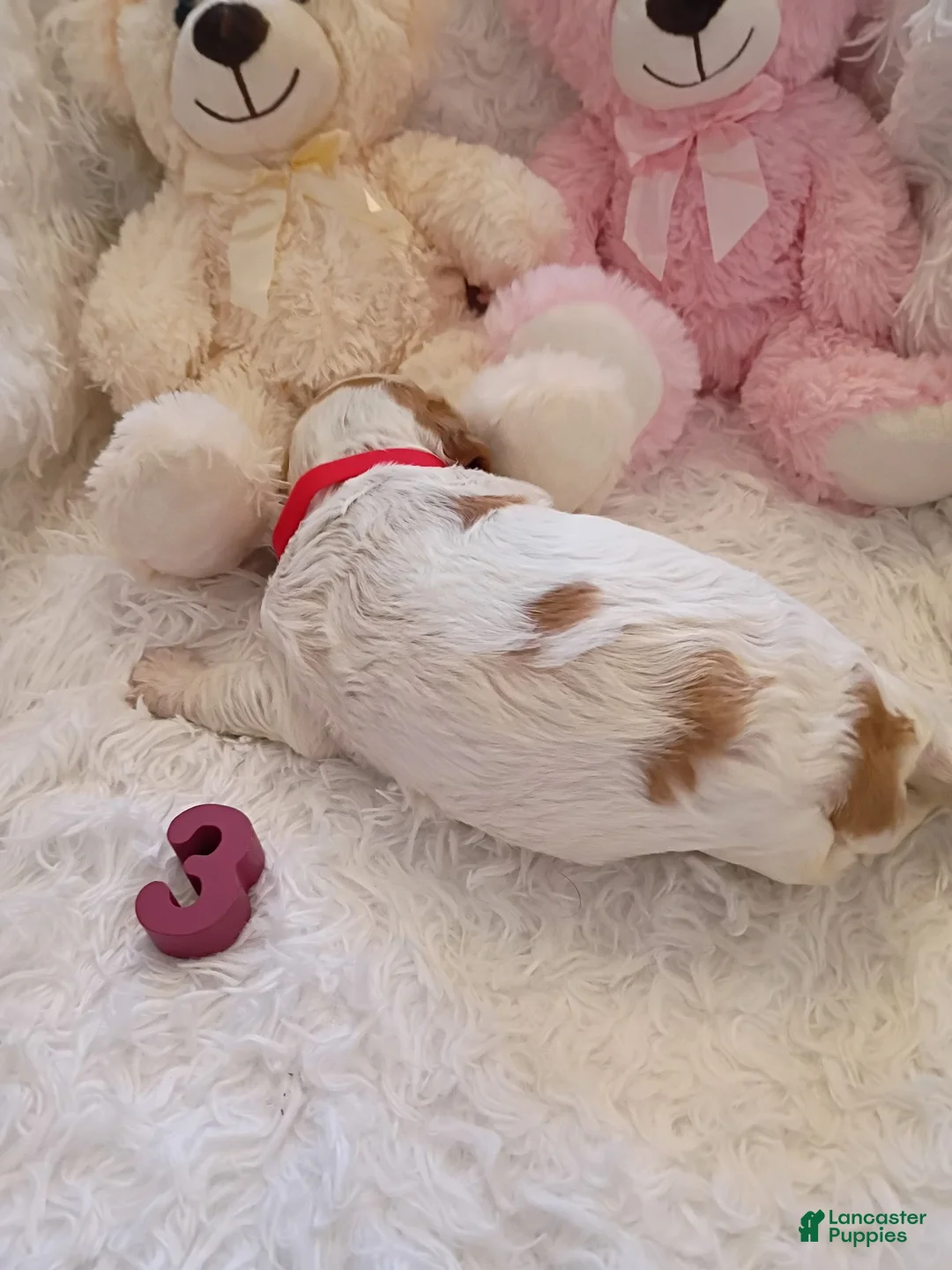 Brittany Spaniel dogs for sale: Brittany Spaniel 3 - Ad 2