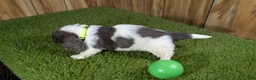 Miniature Dachshund dogs for sale: Pansy Boy - Ad 5