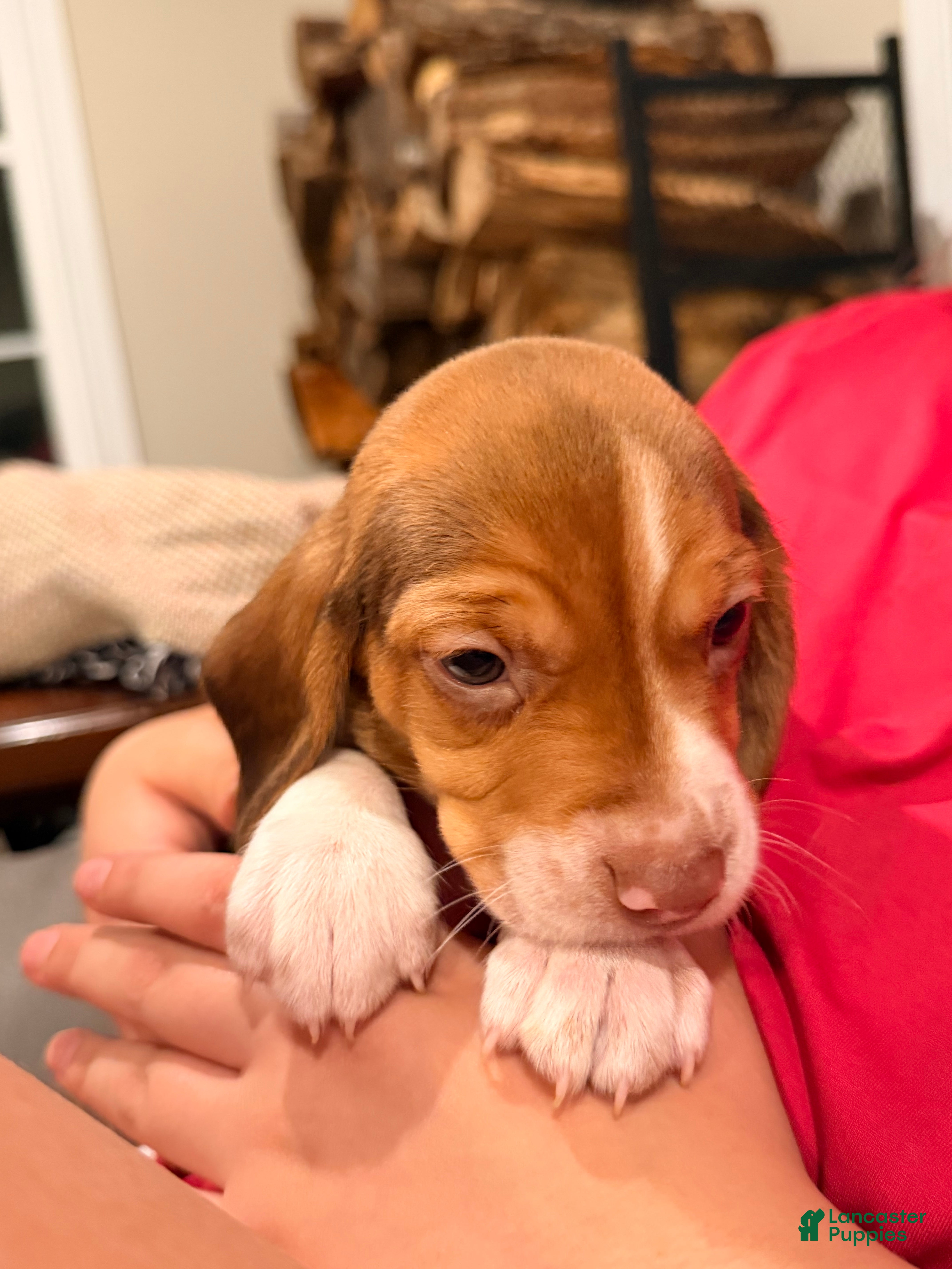 Beagle dogs Beagle Puppy 2 - Ad 15