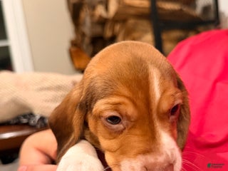 Beagle dogs Beagle Puppy 2 - Ad 6