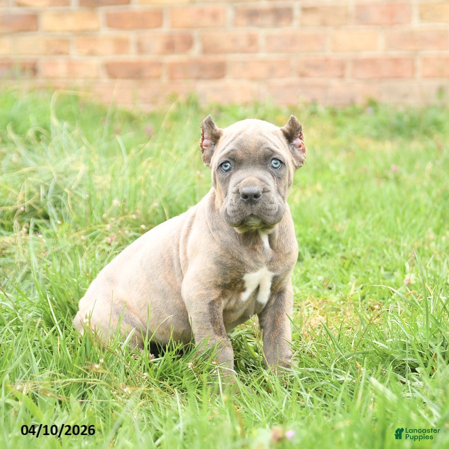 Cane Corso dogs Candy - Ad 1