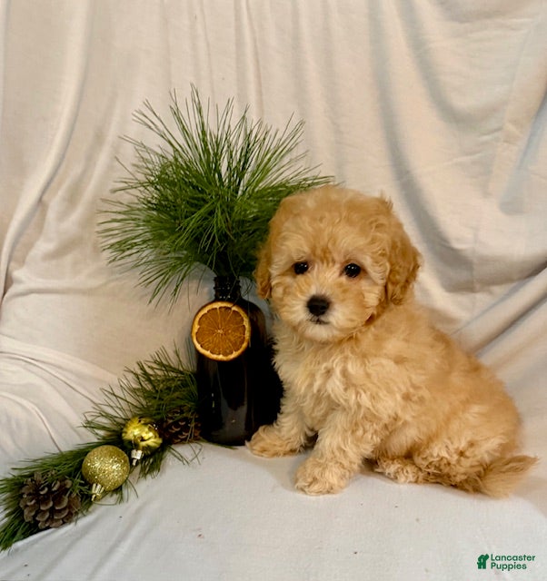 Toy Poodle dogs Gracie - Ad 4