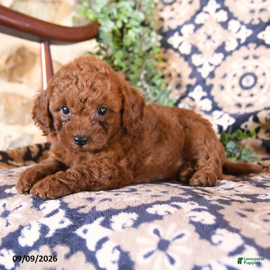 Toy Poodle dogs Maverick - Ad 2