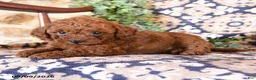 Toy Poodle dogs for sale: Maverick - Ad 2