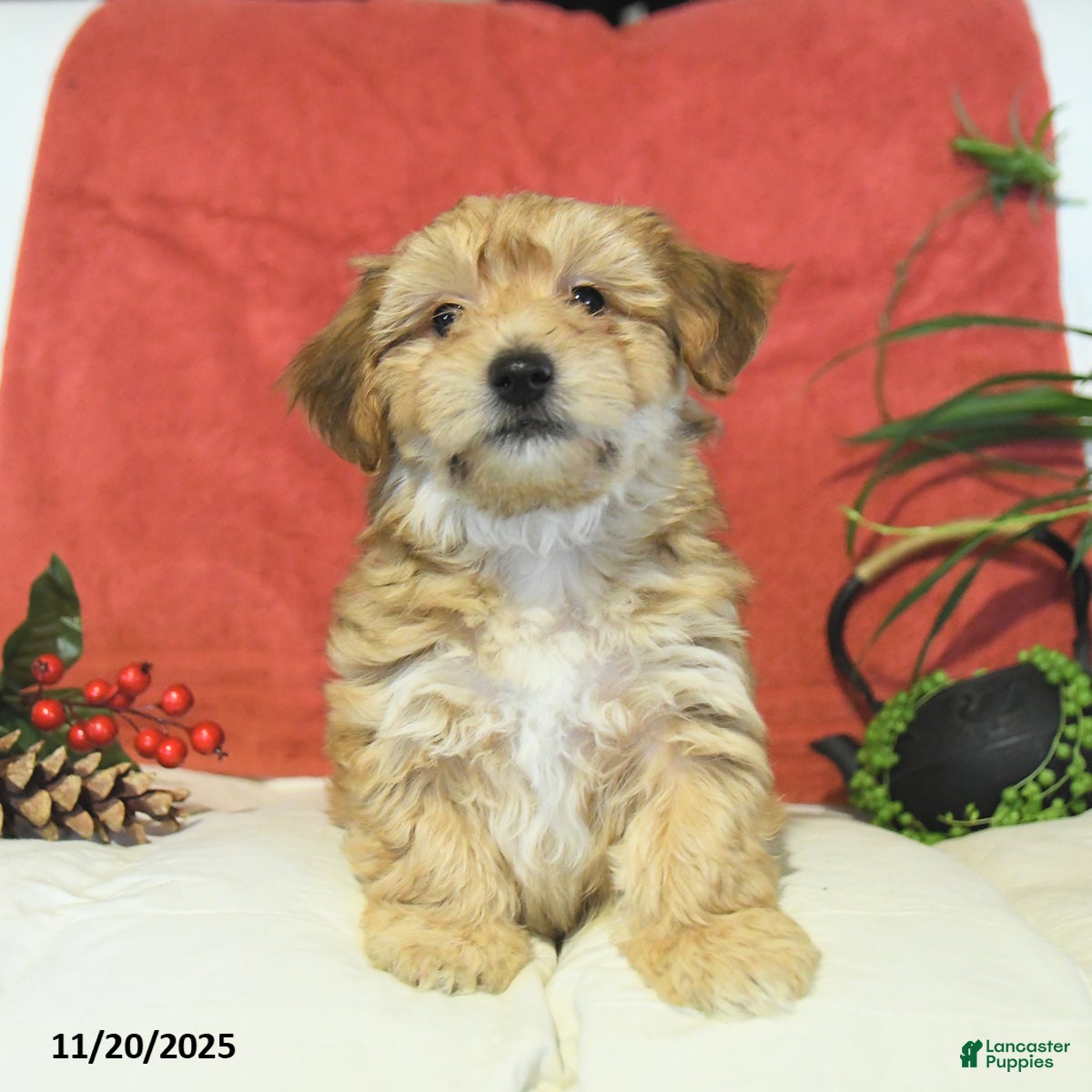 Yochon dogs Toto - Ad 1