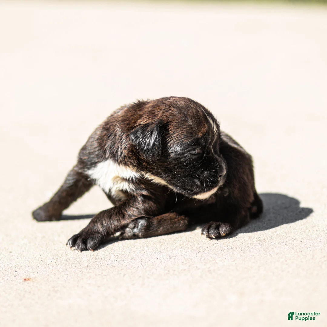 Boxer dogs for sale: Lisa Boxer Puppy  - Ad 4