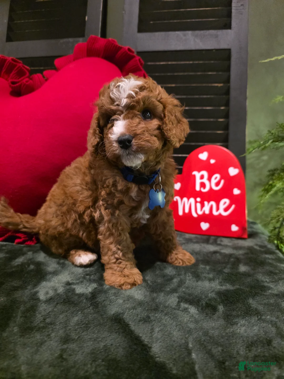 Mini Bernedoodle dogs for sale: Bluey  - Ad 8