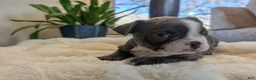 Frenchton dogs for sale: Lucky - Ad 17