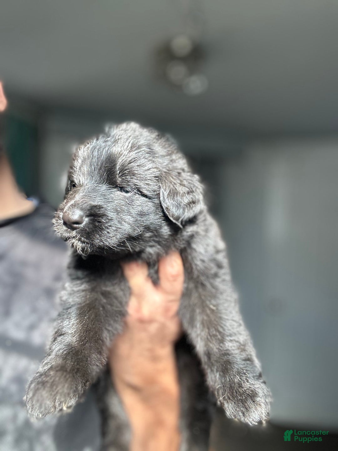 German Shepherd dogs for sale: Mango - Ad 4