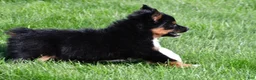 Miniature Australian Shepherd dogs for sale: Sandy - Ad 13