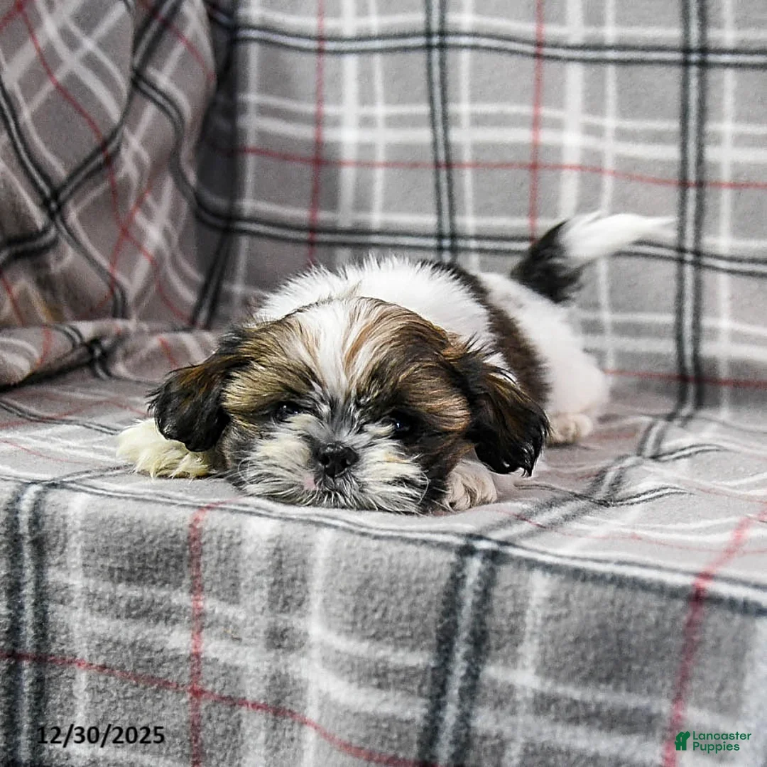 Shih Tzu dogs for sale: Molasses - Ad 7