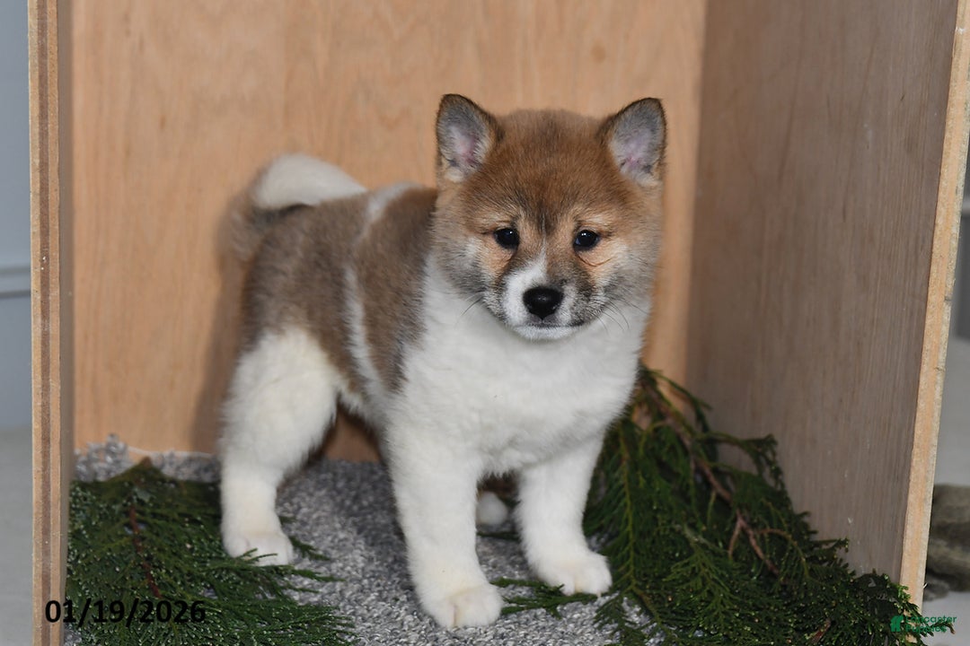 Shiba Inu dogs for sale: Jasper - Ad 3
