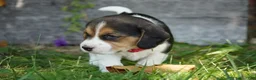 Beagle dogs for sale: Ranger - Ad 7