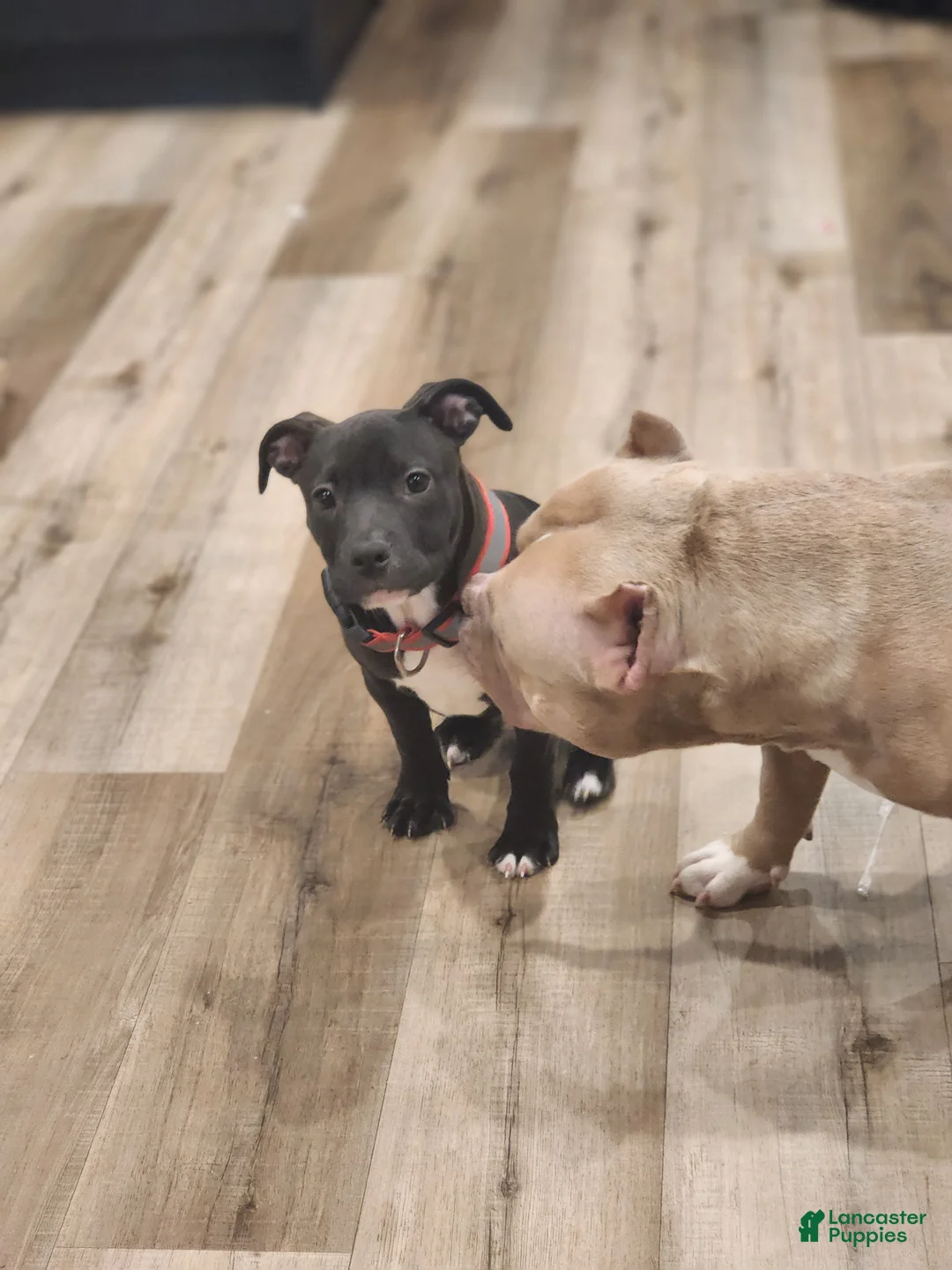 American Pit Bull Terrier dogs for sale: American Pit Bull Terrier Puppy 1 - Ad 1